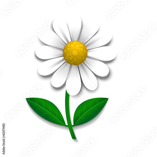 Vector daisy, design element