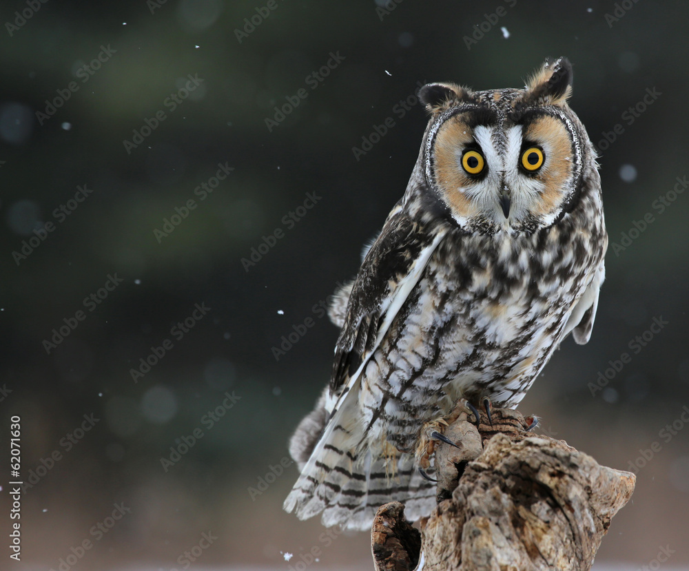 Naklejka premium Long-eared Owl Sitting