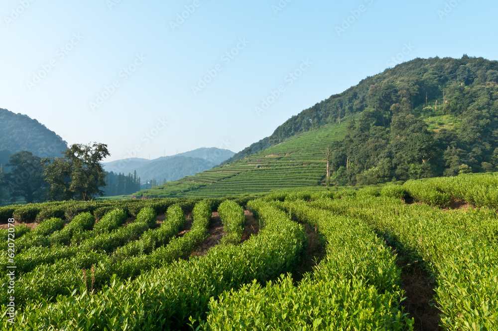 Tea garden Tea garden