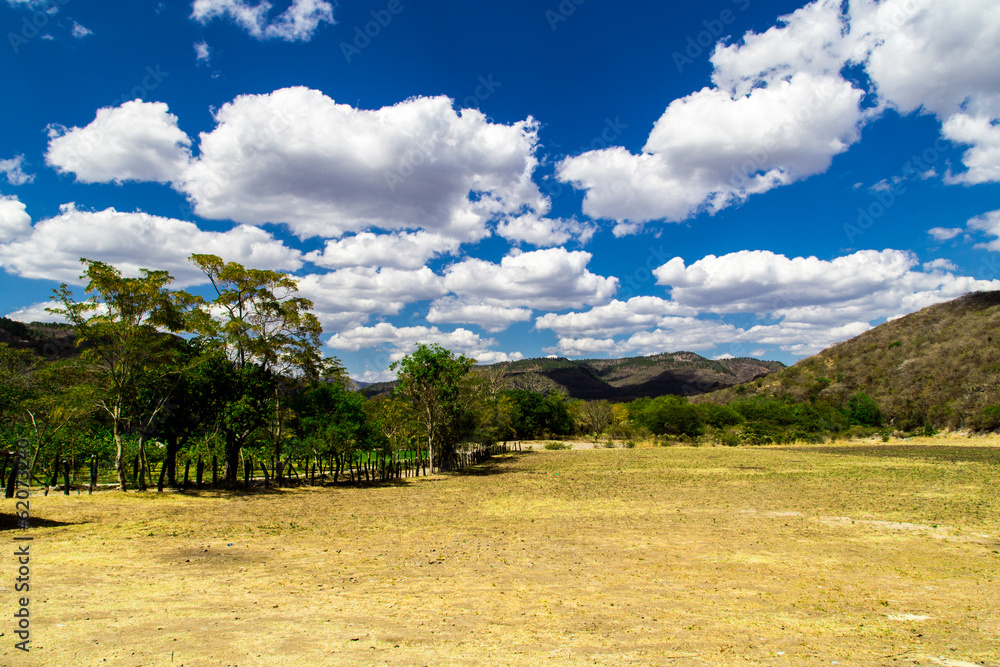 Fototapeta premium field with sky
