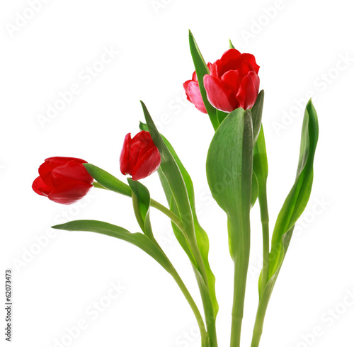 Fototapeta Naklejka Na Ścianę i Meble -  Red tulips