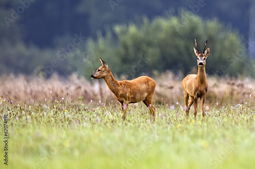 Tela Buck deer with roe-deer in a clearing