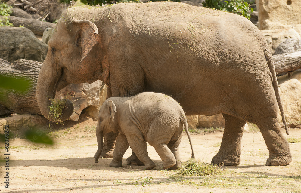 Fototapeta premium Young Asian elephant