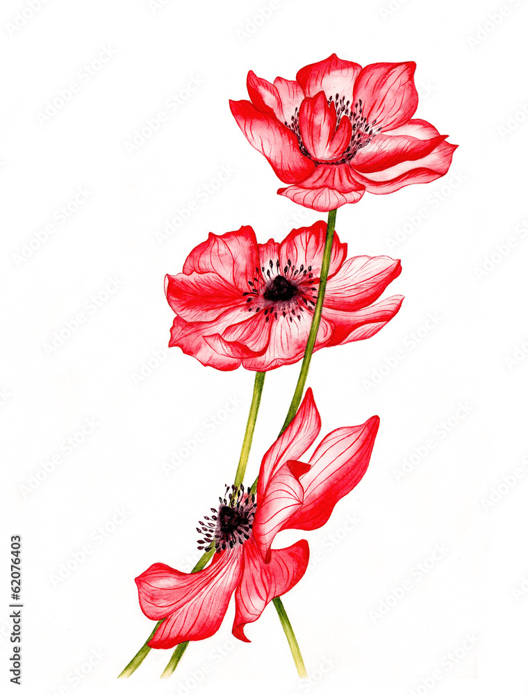 Fototapeta premium Watercolor illustration of a beautiful red anemones flowers