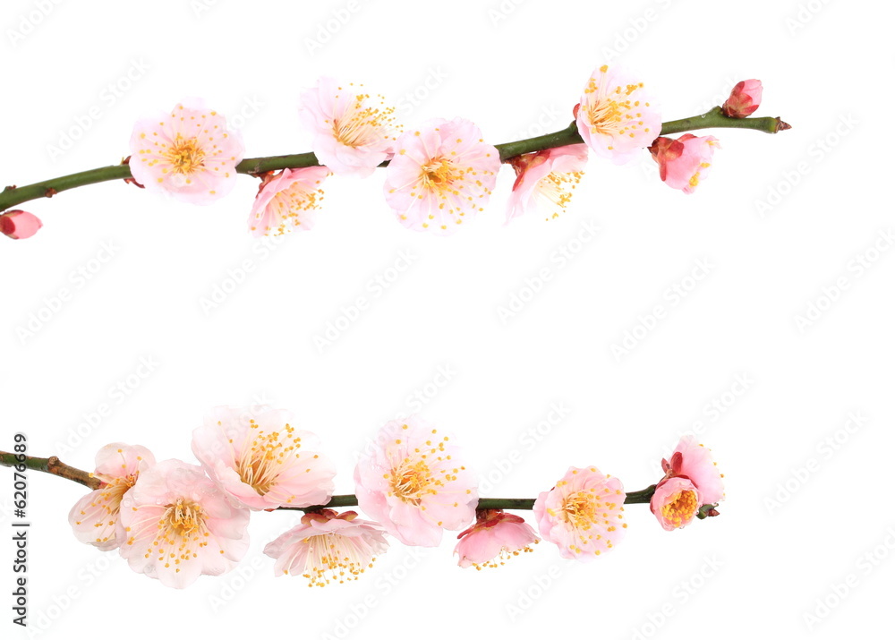 梅の花 梅の花