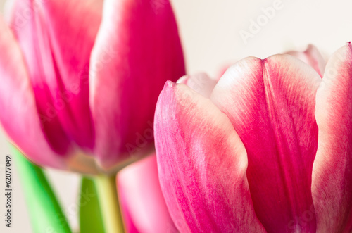 Fototapeta Naklejka Na Ścianę i Meble -  tulips