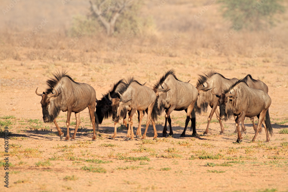 Blue wildebeest, Kalahari desert