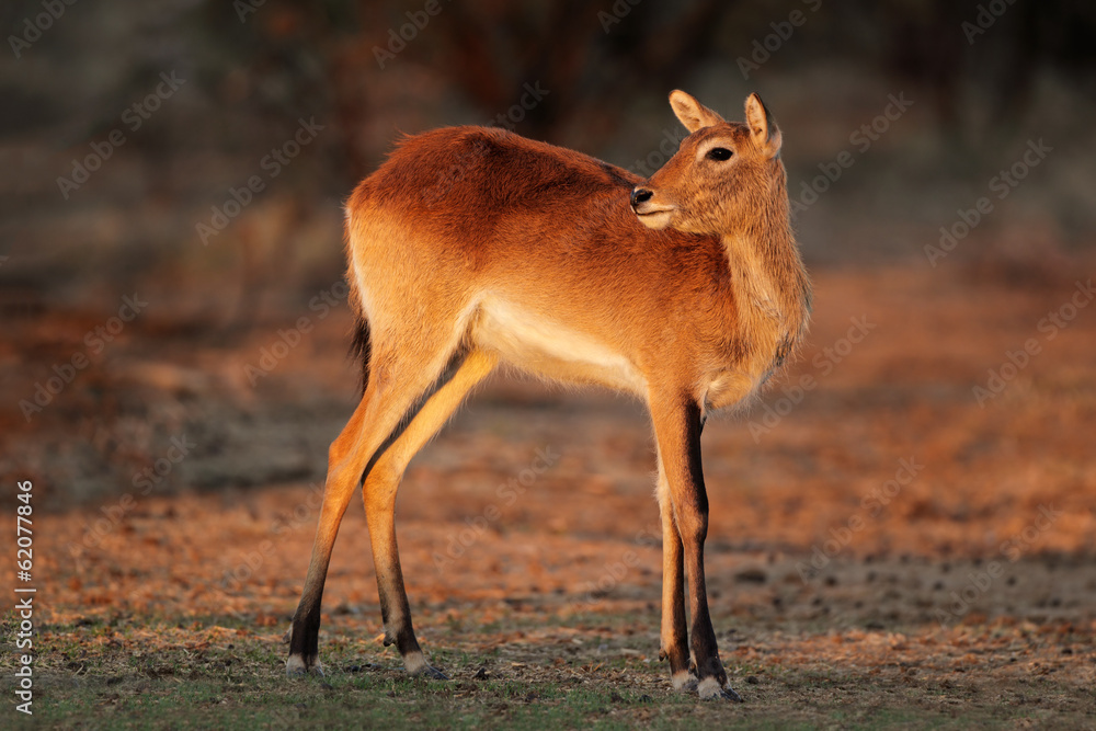 Red lechwe antelope