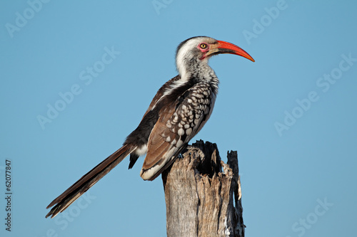 Red-billed hornbill