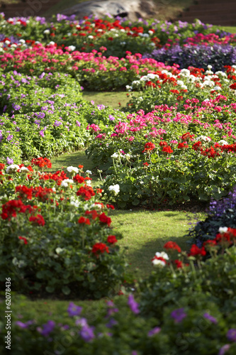 flowers garden in summer