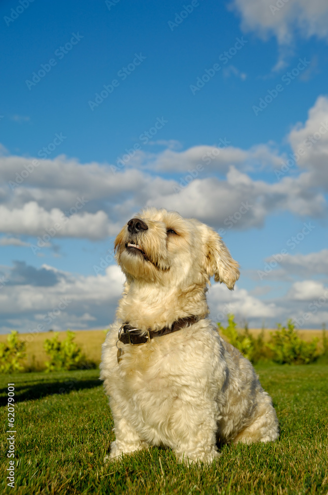 Bichon Havanais dog