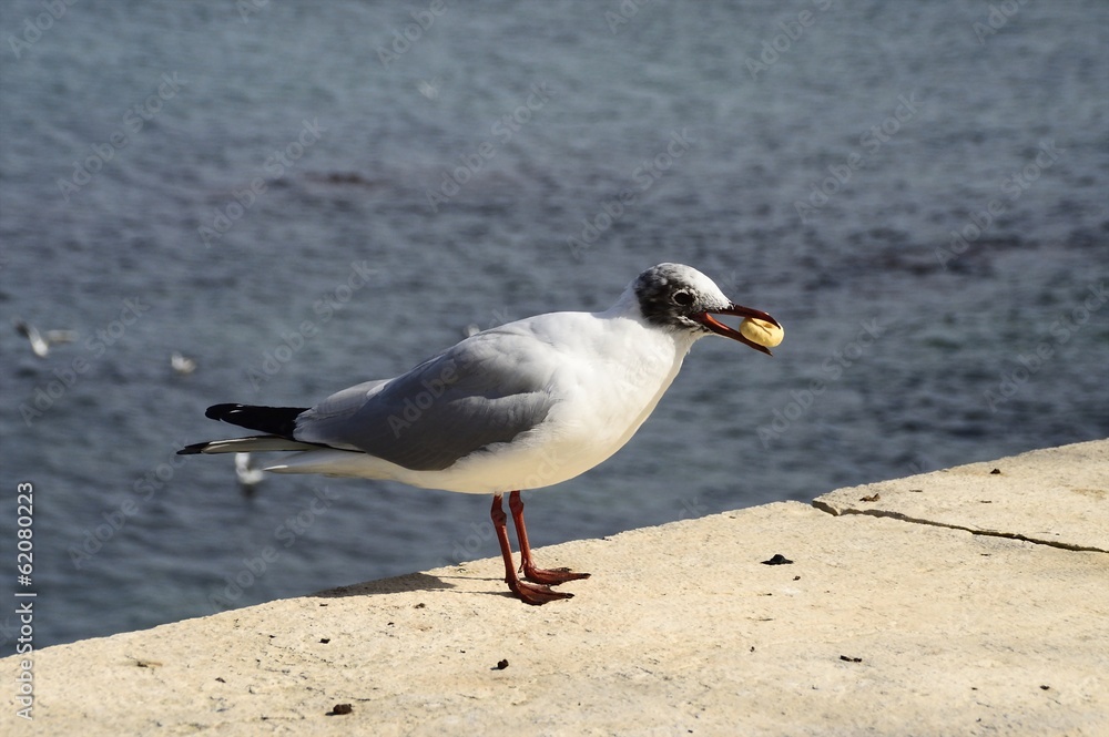 Naklejka premium gabbiano