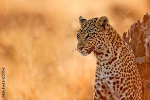 Leopard at Sunset photo