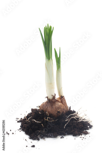 Fototapeta Naklejka Na Ścianę i Meble -  Crocus Bulb