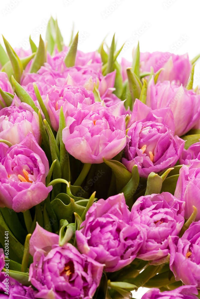 Beautiful purple tulips Beautiful purple tulips