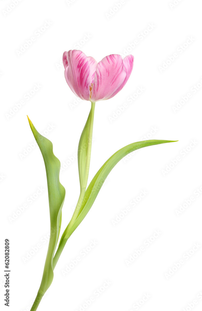 Magenta tulip Magenta tulip