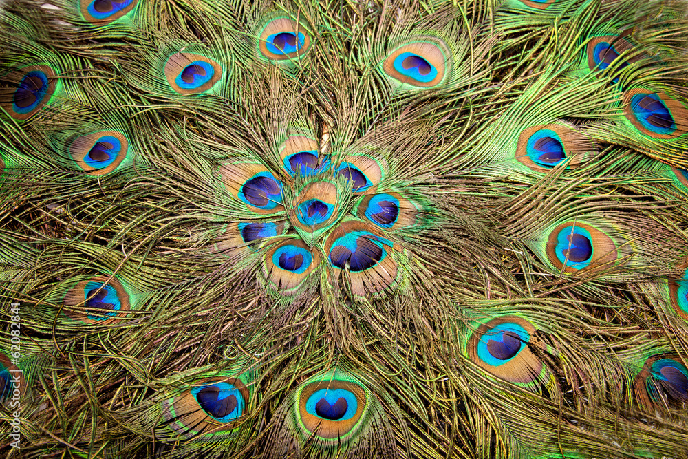 Obraz premium Close up Peacock feather