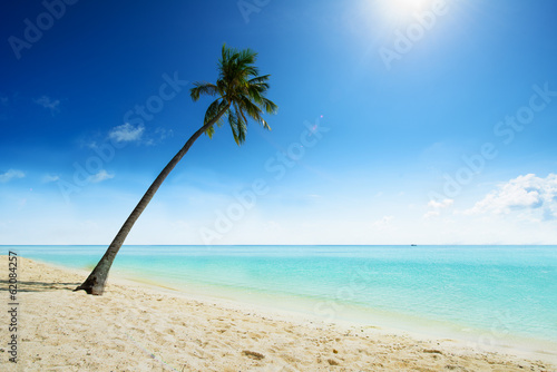 Palm tree at sandy beach in cabibbean paradise