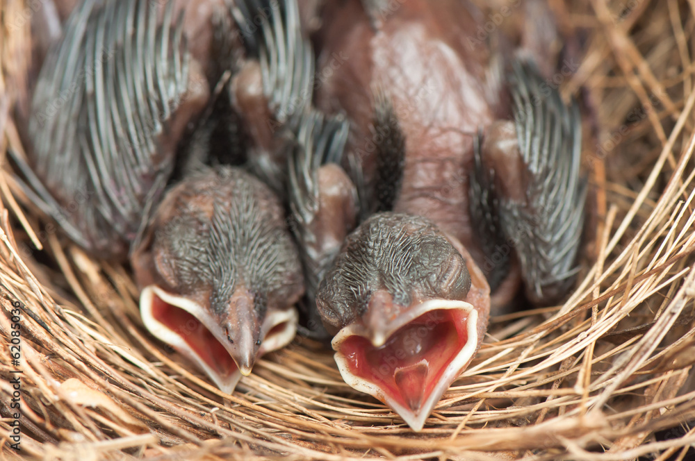 Fototapeta premium Baby birds in the nest