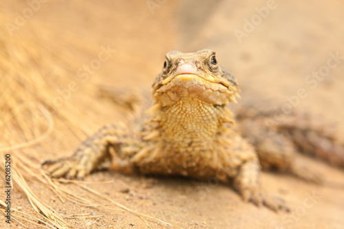 Riesen-Gürtelschweif (Cordylus giganteus)