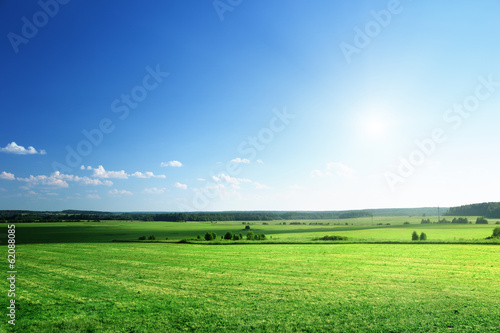 field of grass and forest