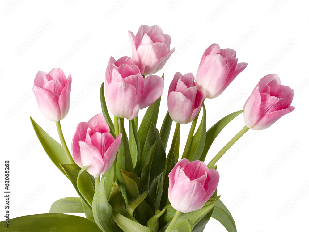 Fototapeta premium pink tulips isolated on a white background