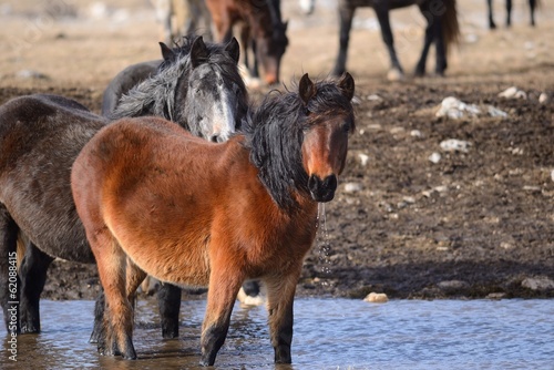 Fototapeta Naklejka Na Ścianę i Meble -  wild horses on waterholes
