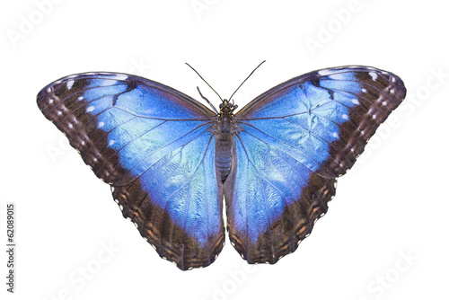 Blue Morpho Butterfly © dfikar