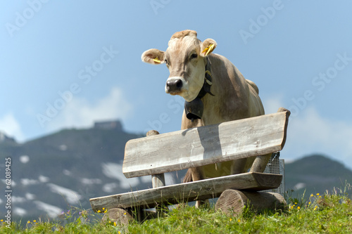 Vache de montagne derrière un banc de bois