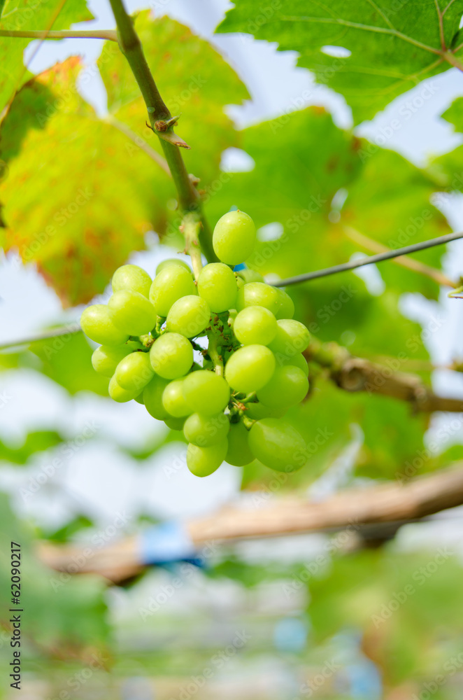 green grapes green grapes