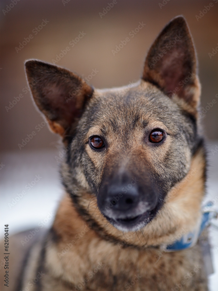 Portrait of a mongrel. Portrait of a mongrel.