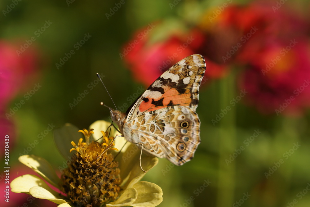 Obraz premium Schmetterling