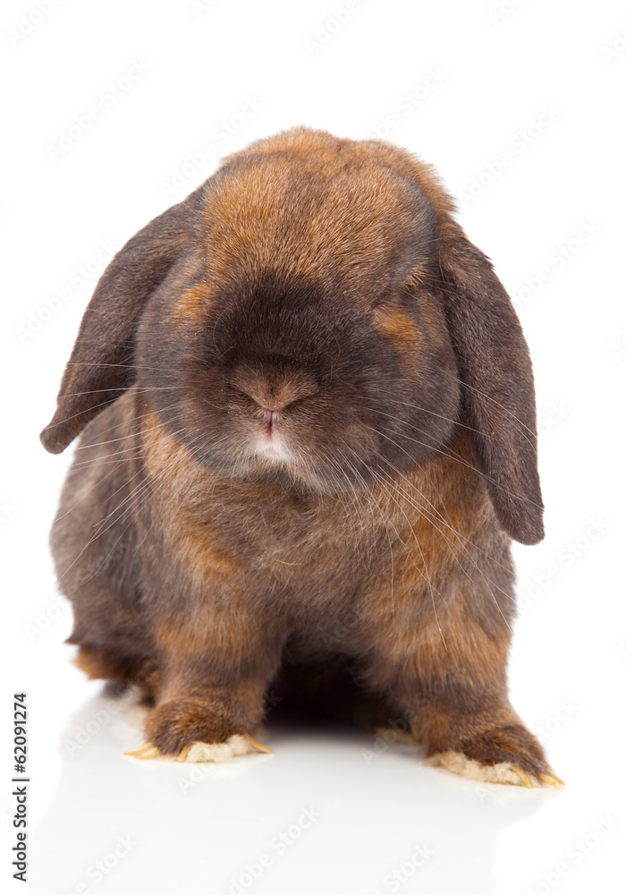 rabbit isolated on a white background rabbit isolated on a white background