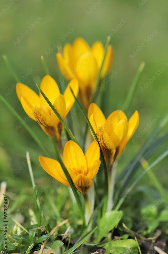 krokus 71 krokus 71
