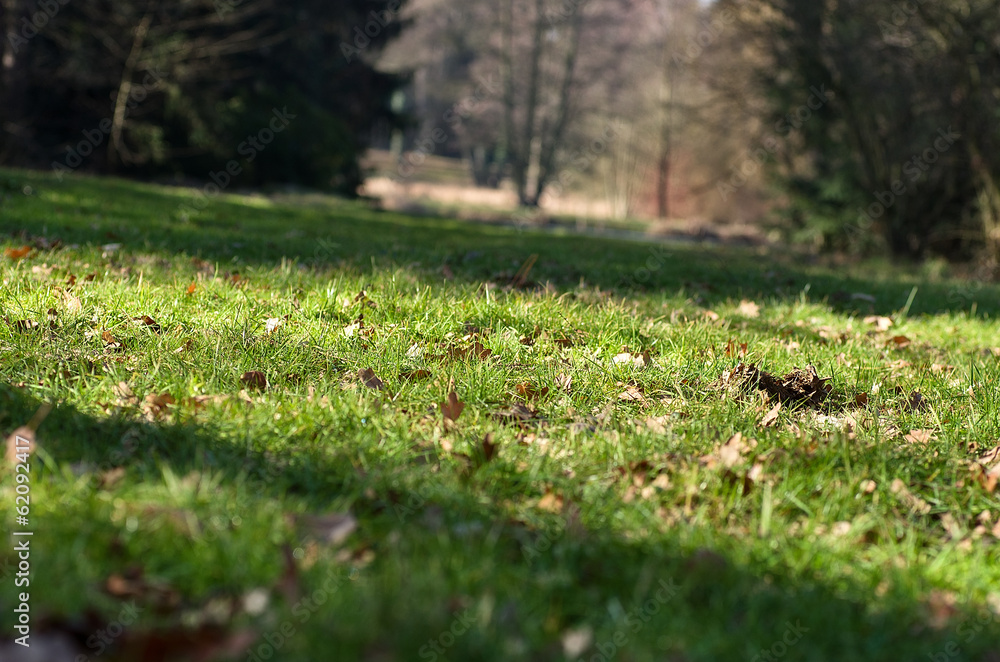 Early spring grass, the remains of autumn leaves Early spring grass, the remains of autumn leaves