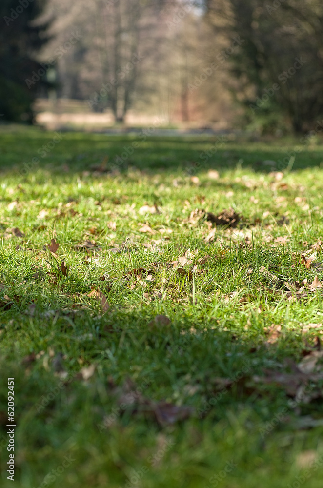 Early spring grass, the remains of autumn leaves Early spring grass, the remains of autumn leaves