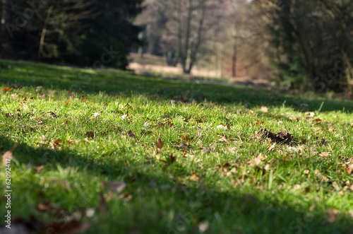Early spring grass, the remains of autumn leaves
