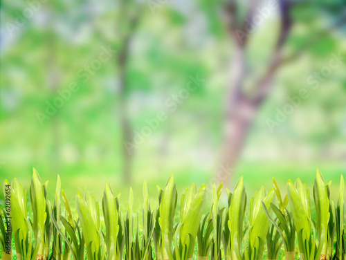 Park nature with grass