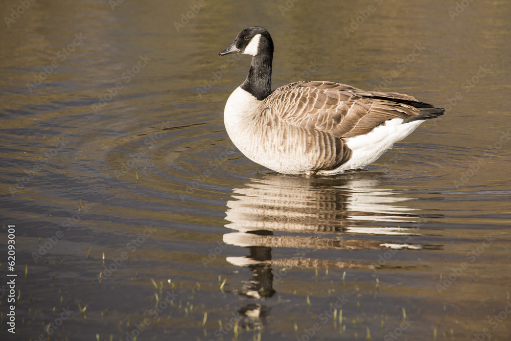 Obraz premium Canada goose