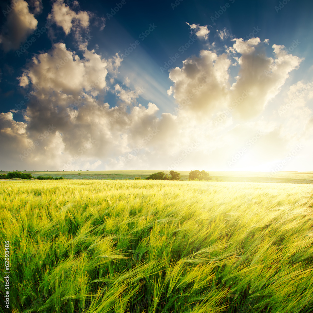 sunset over green field with barley sunset over green field with barley