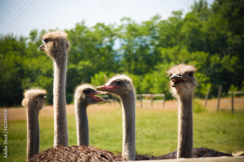 ostrich farm