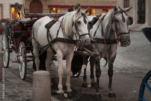 Traditional horse coach in Vienna, Austria