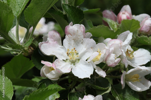 Φωτογραφία Pommier en fleur