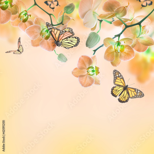 Fototapeta Naklejka Na Ścianę i Meble -  Floral background of tropical orchids and  butterfly