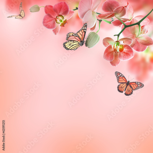 Fototapeta Naklejka Na Ścianę i Meble -  Floral background of tropical orchids and  butterfly