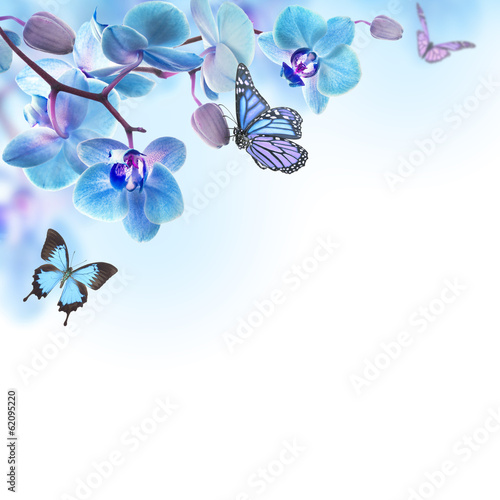 Fototapeta Naklejka Na Ścianę i Meble -  Floral background of tropical orchids and  butterfly