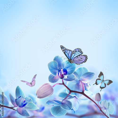 Fototapeta Naklejka Na Ścianę i Meble -  Floral background of tropical orchids and  butterfly