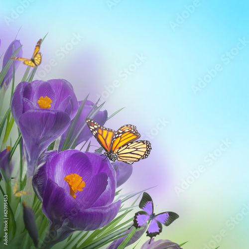 Spring crocuses with butterfly, floral background