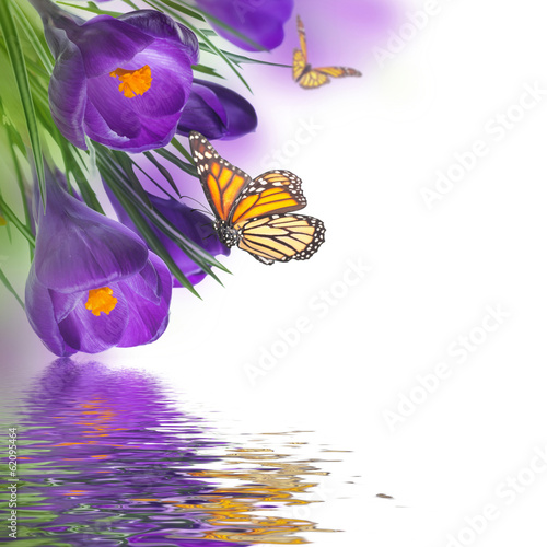 Spring crocuses with butterfly, floral background