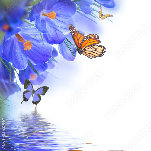 Spring crocuses with butterfly, floral background